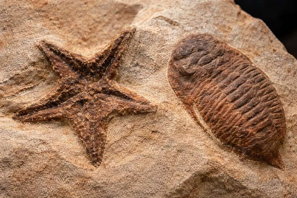 Cambrian “Huayuan biota” fossils in China reveal a thriving deep-sea world after Earth’s first animal die-off