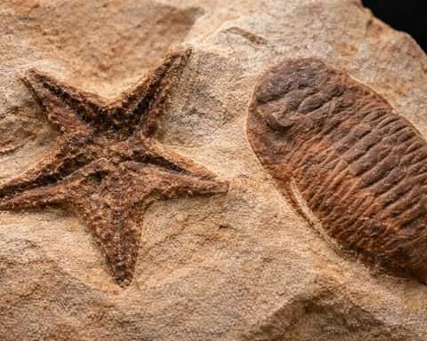 Cambrian “Huayuan biota” fossils in China reveal a thriving deep-sea world after Earth’s first animal die-off