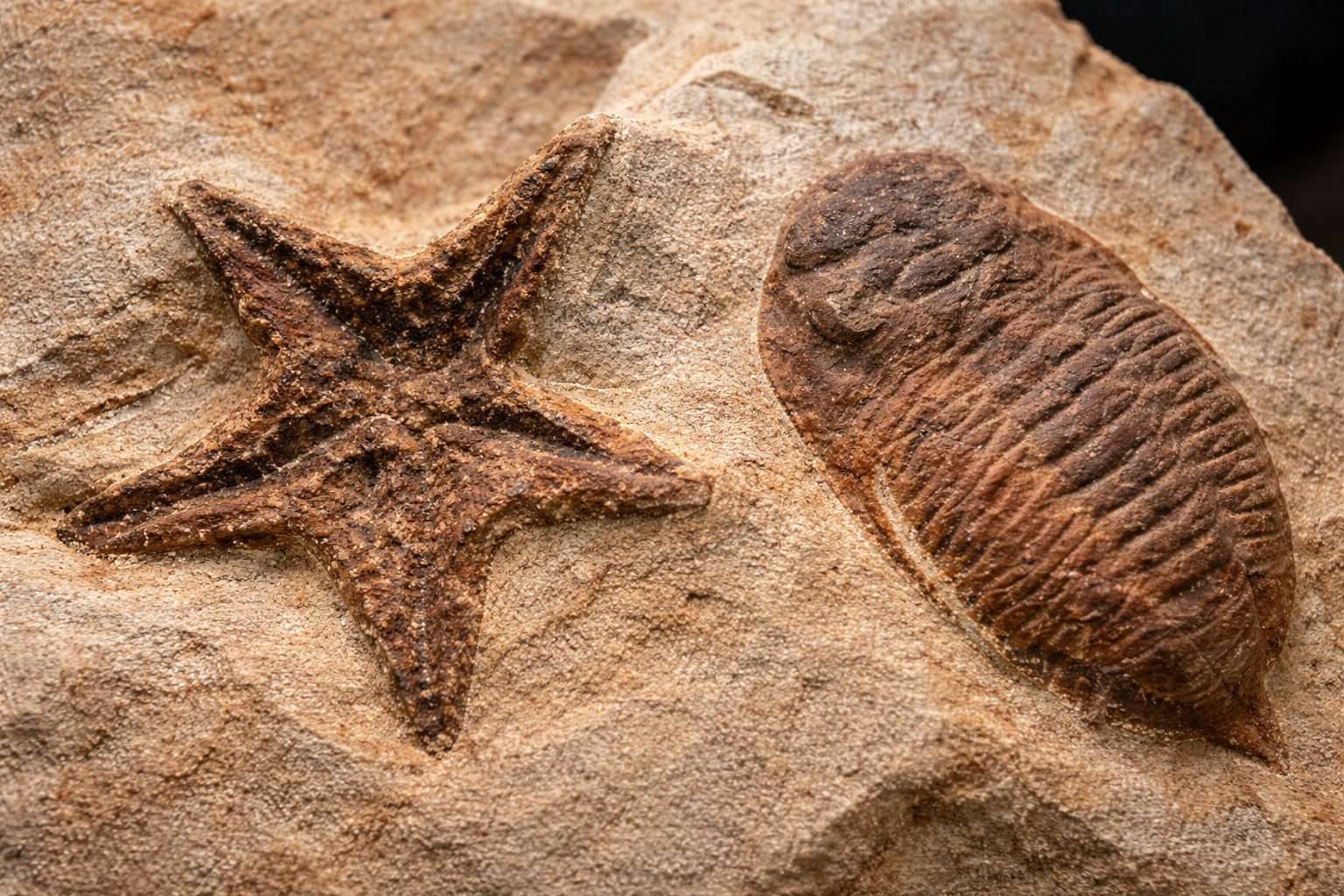 Cambrian “Huayuan biota” fossils in China reveal a thriving deep-sea world after Earth’s first animal die-off