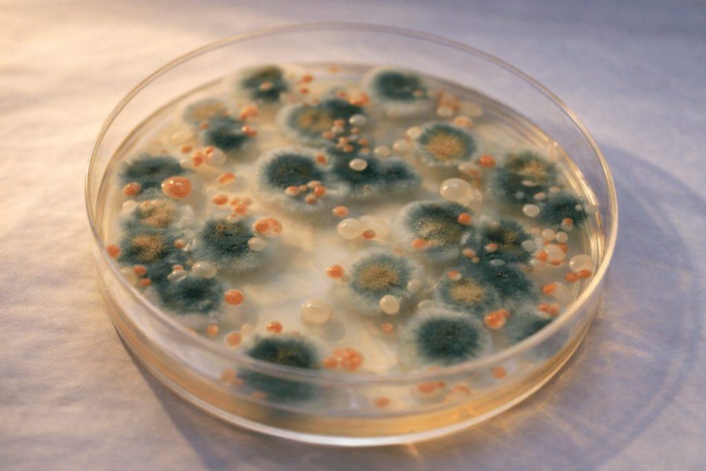 Chernobyl Fungus Back in Focus as DARPA and Space Claims Revive Radiation-Eating Debate