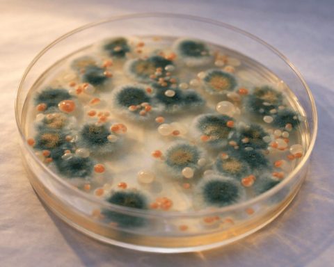 Chernobyl Fungus Back in Focus as DARPA and Space Claims Revive Radiation-Eating Debate